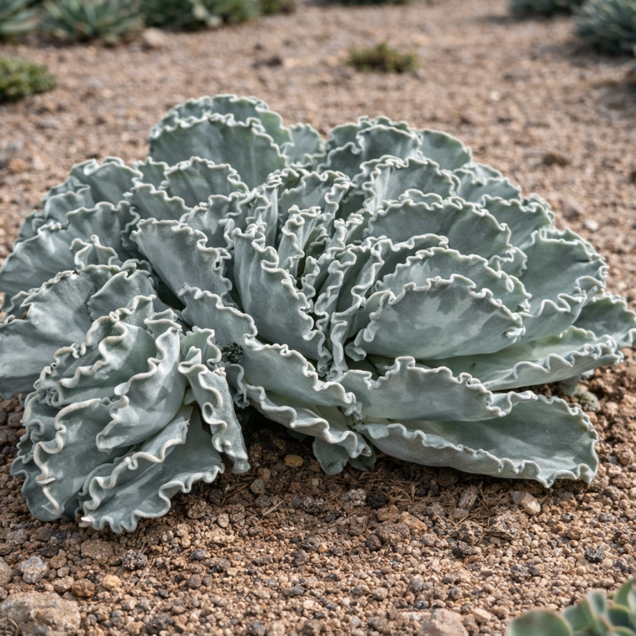 Obrázok Kotyledón vlnitý (Cotyledon Undulata) - výška 20-30 cm, ⌀ 25-30 cm, kont. C5L
